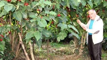 Almanya'dan getirdi! Satıp para kazanıyor