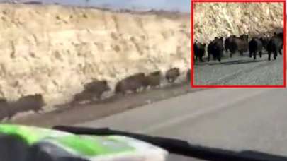 Bu kare Türkiye'de çekildi! Görenler şoke oldu