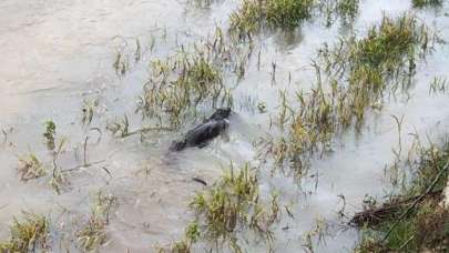 Giresun'da görüntülendi! Nesli tükeniyor