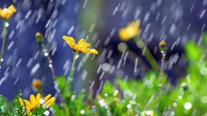 Nisan yağmuru toplama zamanı yaklaşıyor