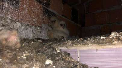 Korkutan sesin kaynağını görünce şaşırdı