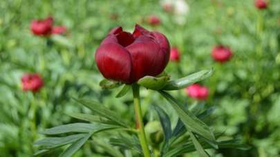 ''Ayı gülü''nü koparana 73 bin 747 lira ceza