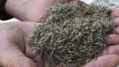 Büyükçekmece'de kronomid istilası