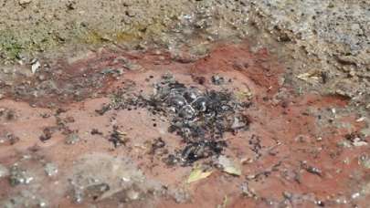 Asfalt yolun ortasından termal su çıktı