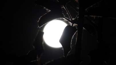 Van semalarında görsel şölen