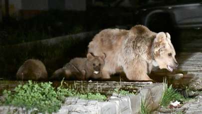 Sarıkamış'ta mahallelere bozayılar indi