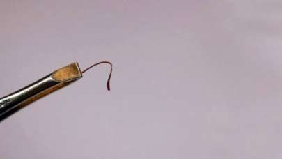 Cımbızla toplanıyor, araba fiyatına satılıyor!