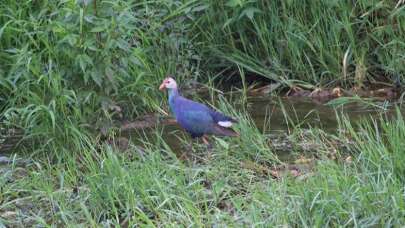 Nesli tükenmekte olan 'saz horozu' Giresun'da görüntülendi