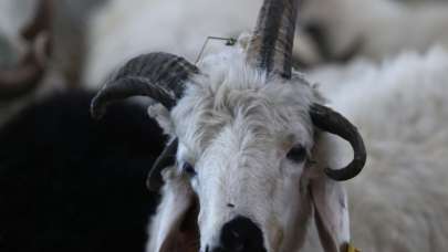 4 boynuzlu koç ilgi odağı oldu