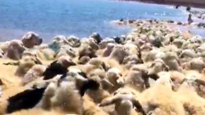 Koyunları telef oluyordu, çareyi gölde buldu