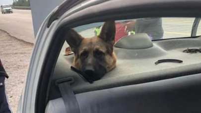 Alman kurdunu itfaiye kurtardı