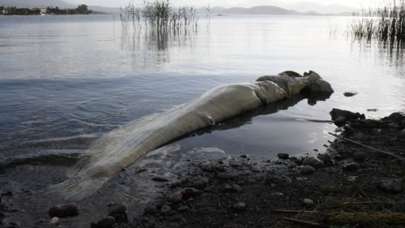 Böylesini görmediler! Kıyıya vurdu