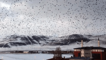 O ilimiz karga istilasına uğradı