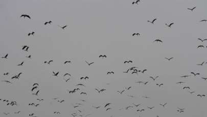 Bilecik semalarında göç eden leyleklerin görsel şöleni