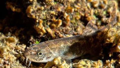 Van Gölü'nde yeni bir tür balık keşfedildi