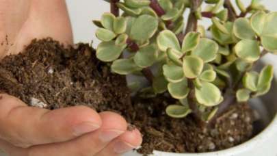 Evde çiçeğe nasıl bakılır? Çiçek bakımı nasıl yapılır ?