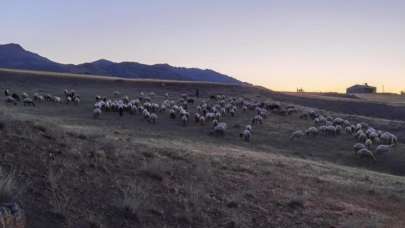 Elazığ'da kaybolan 190 koyun drone ile bulundu