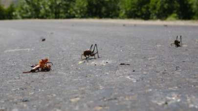 Çiftçiler endişeli! O ilimize ilerliyor