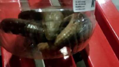 Yılan sandılar ama gerçek çok başka çıktı