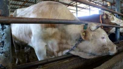 Tonluk kurbanlıklar 2. el otomobil fiyatında