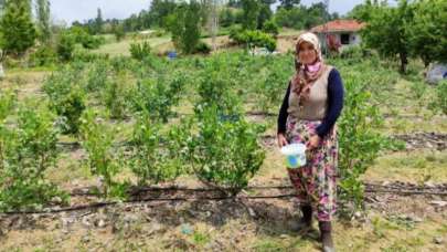 Kilosu 100 TL! Bu yıl 250 bin TL kazanacak