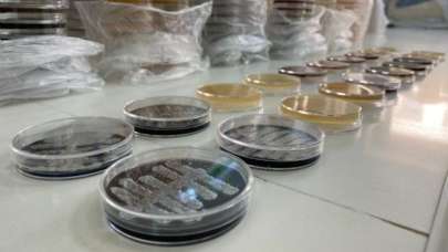 Türk bilim insanları, 6 ülkede 60 yeni tür bakteri keşfetti