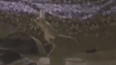 Kırmızı listede bulunuyor! Adıyaman'da görüldü