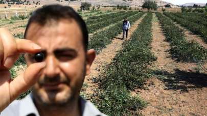 Eşi için yetiştirmeye başladı, 2 milyon TL kazanacak