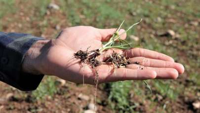 Kuraklıktan zarar gören üreticilere 214 milyon lira ödeme yapıldı