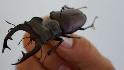 Böcekleri raflara koyacaklar