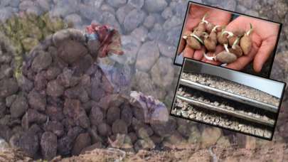 Kilogramı 500 liradan satılıyor! Talebe yetişemiyorlar