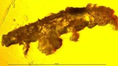 16 milyon yıllık kehribarın içinde şoke eden görüntü!