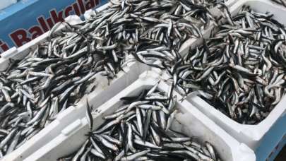 Karadeniz'de hamsi bolluğu