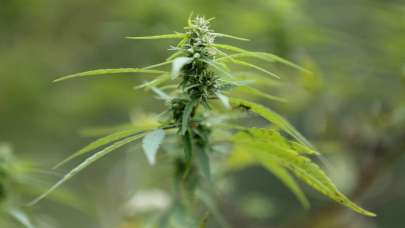 ABD'de marihuana çiftlikleri nedeniyle acil durum ilan edildi