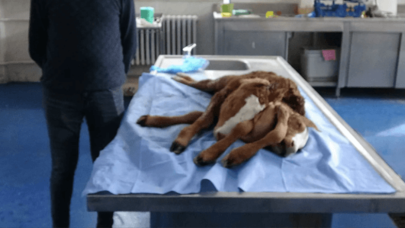 Çift başlı, 6 ayaklı ve 2 kuyruklu buzağı