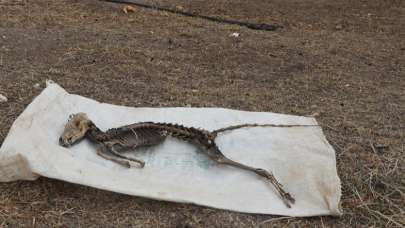 Iğdır'da kazıda bulunan hayvan iskeletinin türü araştırılacak