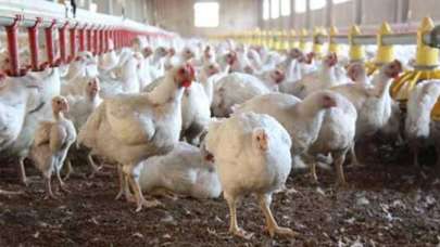 Kuş gribi yeniden kapıya dayandı!