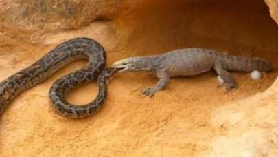 Komodo ejderi ile timsahın ölümcül savaşı