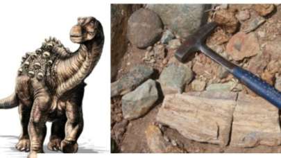 Şilili bilim insanları topraktan zorla çıkardı!