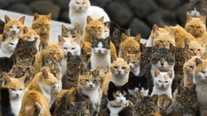 1 milyon deveyi katletmişlerdi!