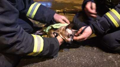 Dumandan etkilenen kediyi böyle hayata döndürdü