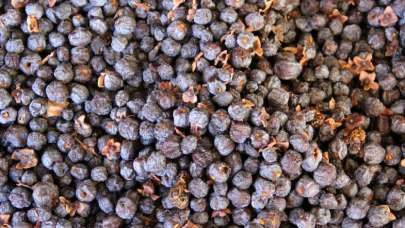 İki senede bir yetişiyor, faydası saymakla bitmiyor