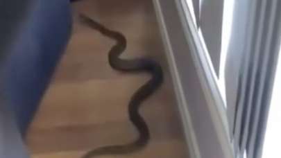 Dünyanın en zehirli ikinci yılanı!