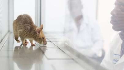 Bilim insanlarından farelere görev