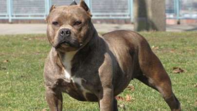 Saldırgan köpekten kaçmayın  