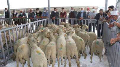 Hayvan üreticilerine damızlık koç ve teke desteği
