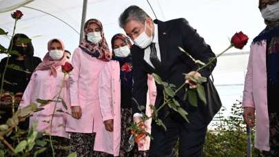 Vali Erdinç Yılmaz, gül hasadı yaptı