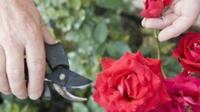 Çiçekçilerde 14 Şubat hazırlığı