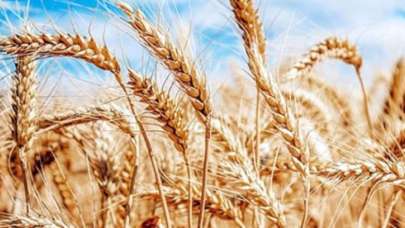 BM'den Rusya-Ukrayna geriliminde buğday uyarısı