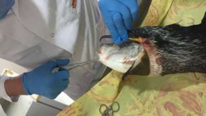 Görenler inanamadı! Bitik haldeydi